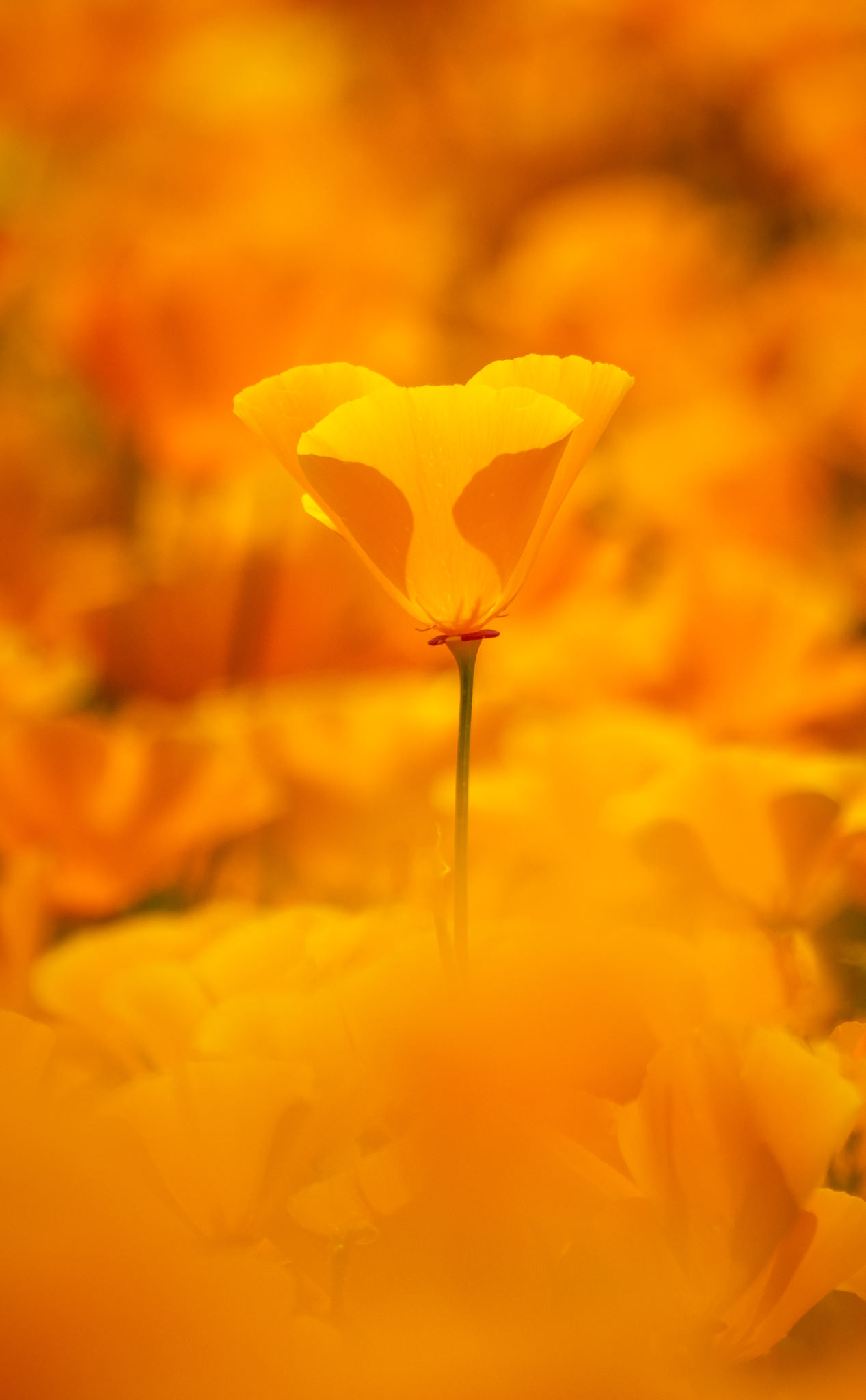 Eschscholzia californica
